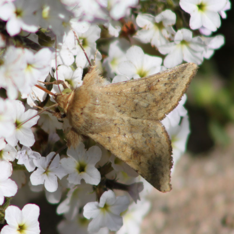 identificazione farfalla - Helicoverpa armigera